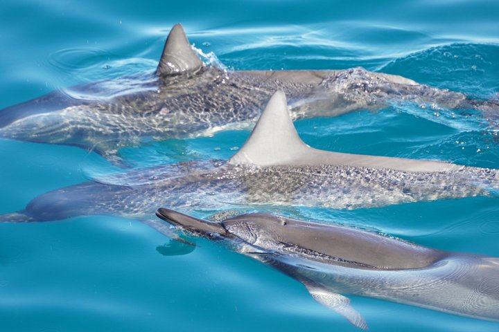 4 Hour Big Island Dolphin Watch Boat Tour, Snorkeling & BBQ Lunch - Photo 1 of 25